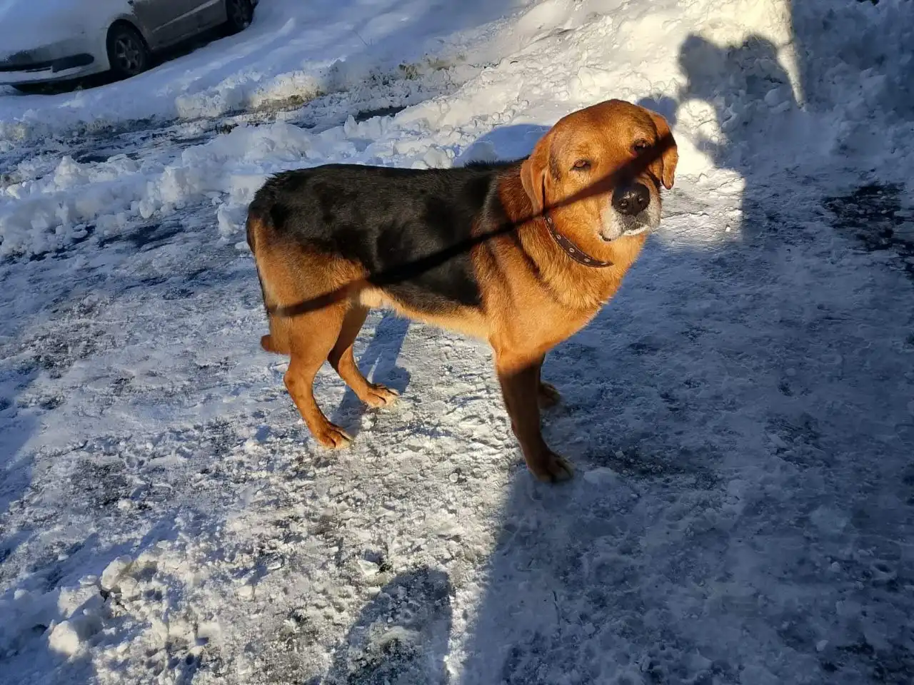 Найден кобель на Соколовой горе в Саратове