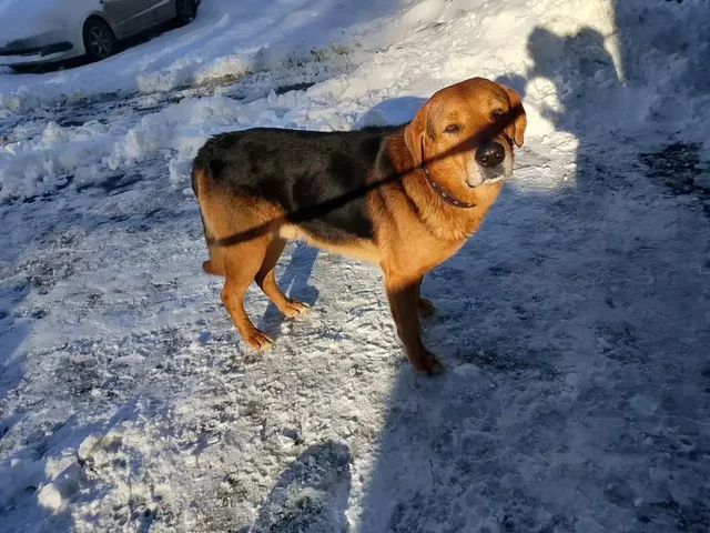 Потерянная собака на Соколовой горе в Саратове - Животные в Саратов