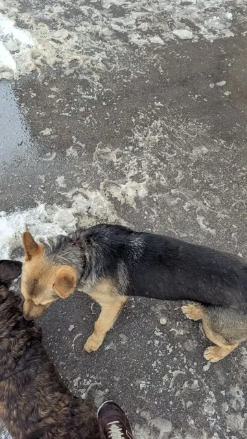 Потерянное животное на улице Советской - Животные в Саратов