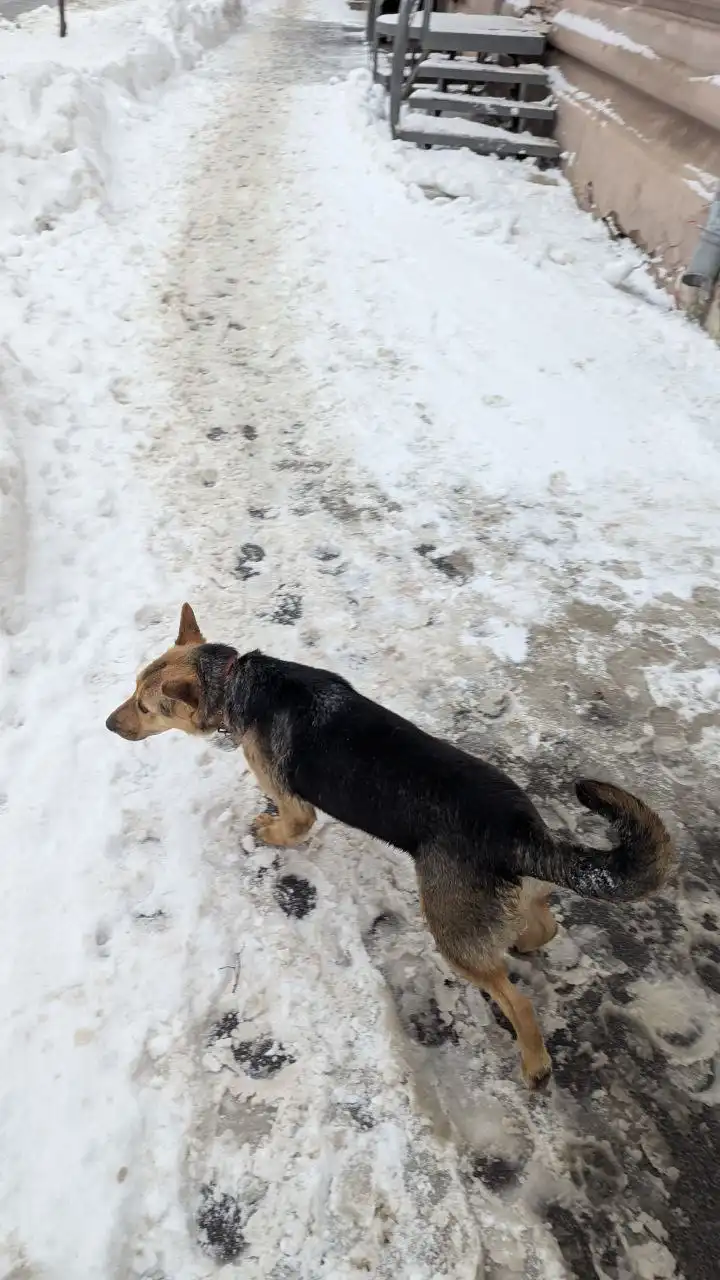 Потерянное животное на улице Советской