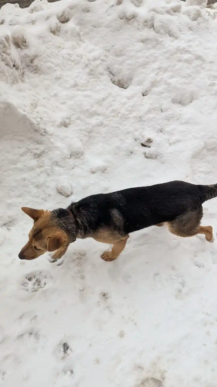 Потерянное животное на улице Советской