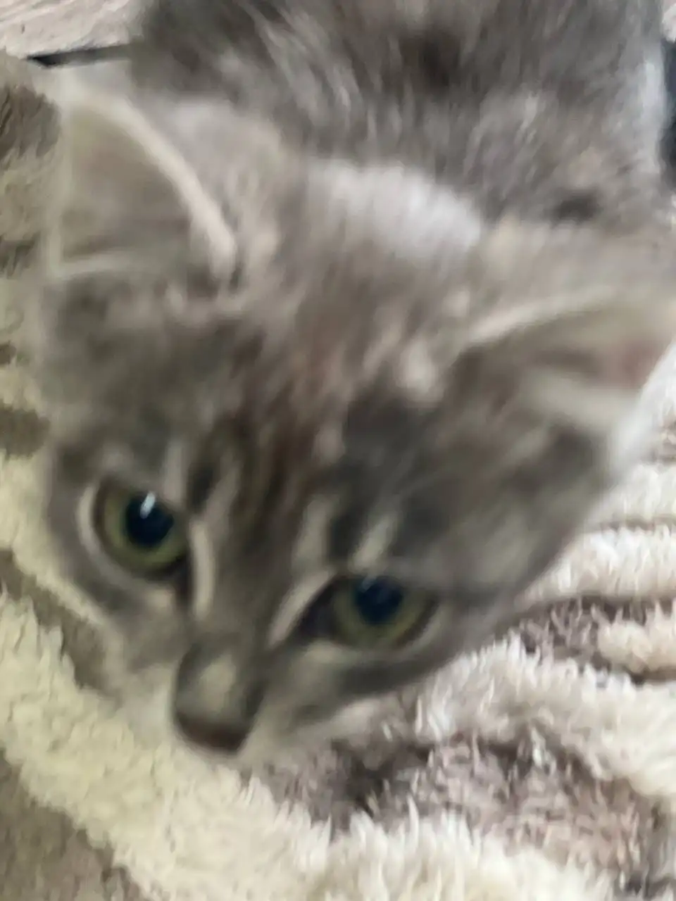 Очаровательная малышка для ответственных людей