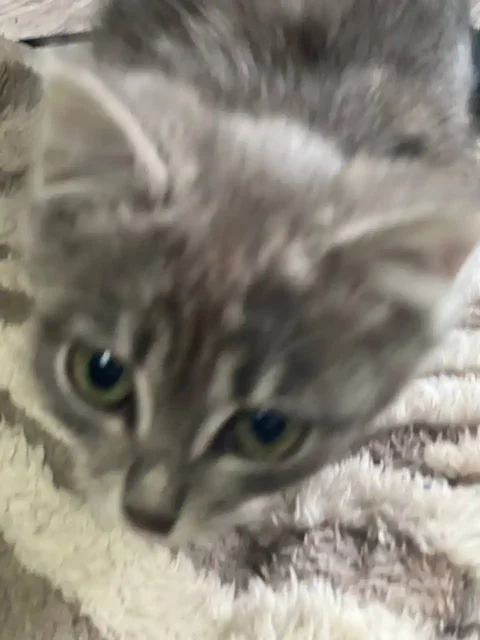 Очаровательная малышка для ответственных людей - Животные в Саратов