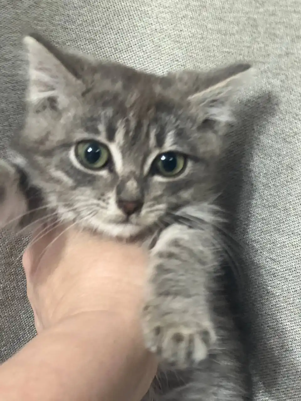 Очаровательная малышка для ответственных людей