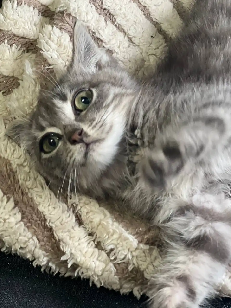 Очаровательная малышка для ответственных людей