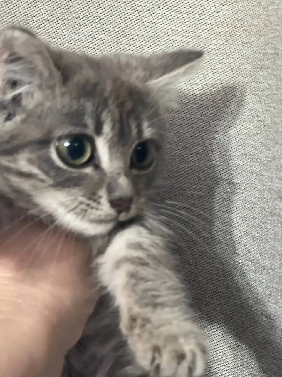 Очаровательная малышка для ответственных людей