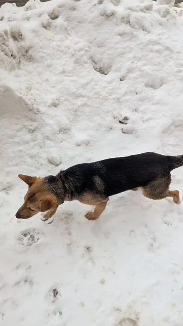 Объявление о пропавшем животном - Животные в Саратов
