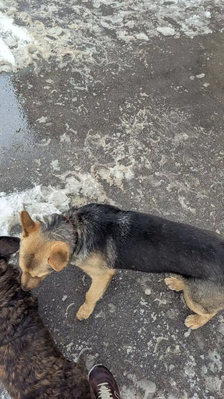 Объявление о пропавшем животном