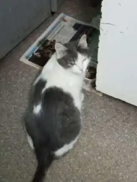 Срочно нужен дом для кошечки в Саратове - Животные в Саратов