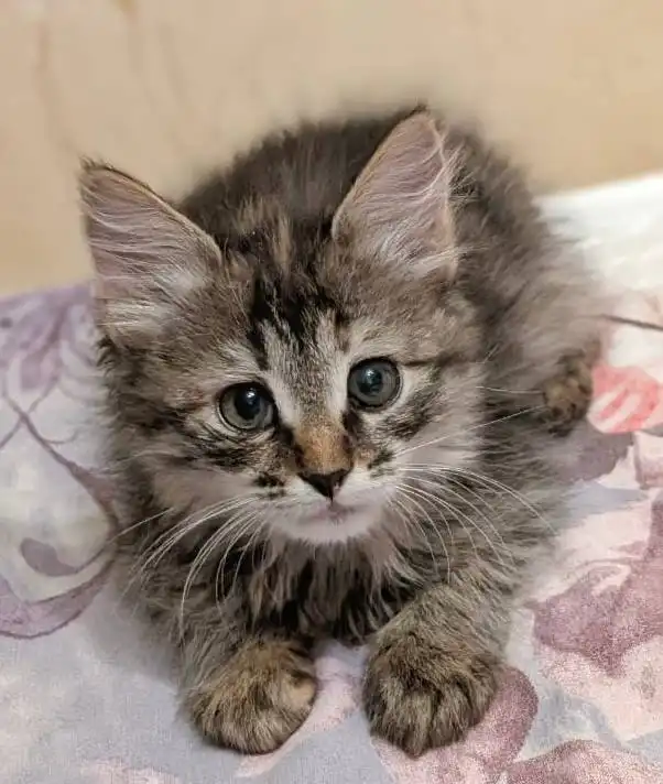 Передержка кошек Мотя и Тося в Саратове