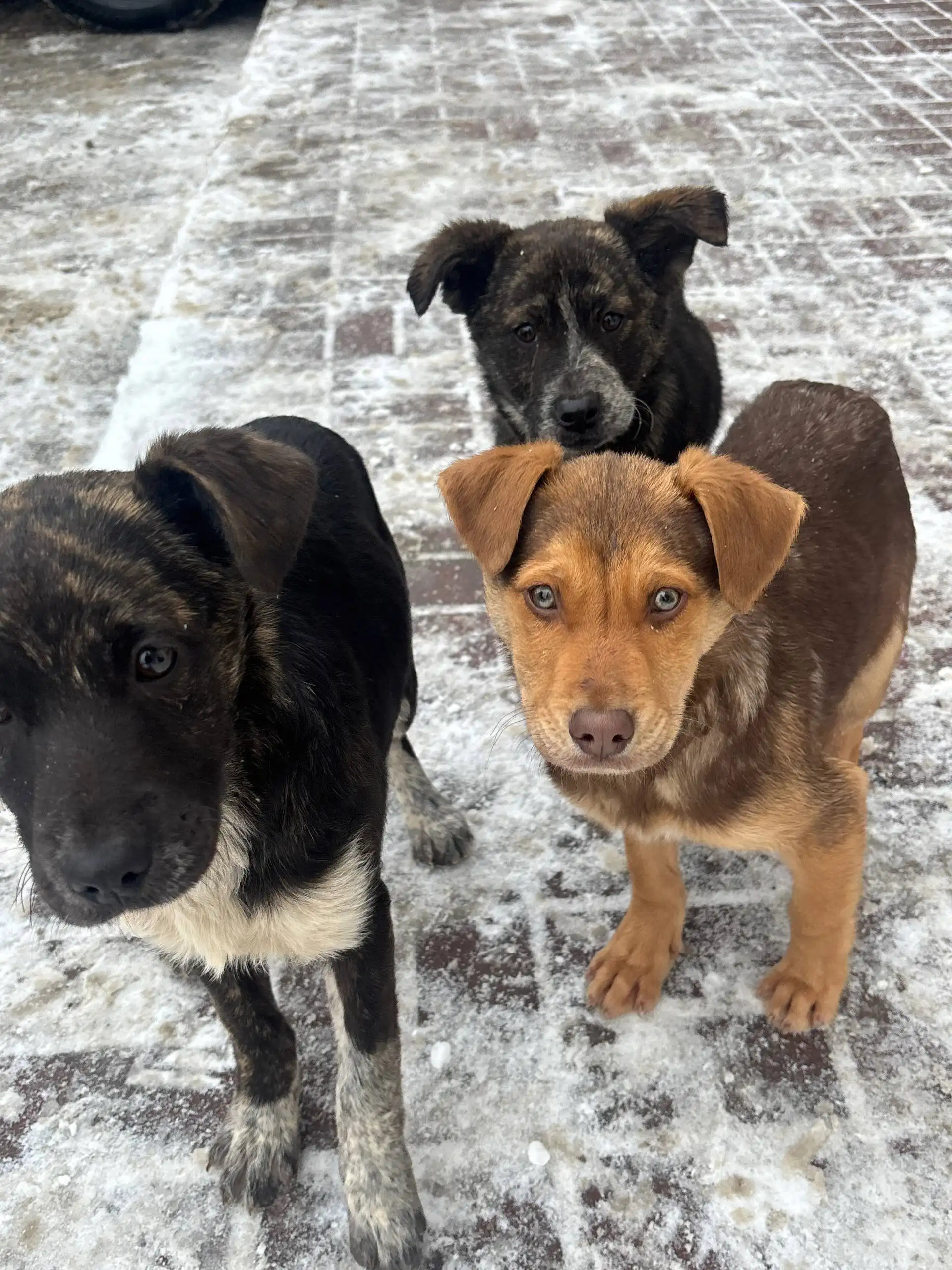 Щенки на трассе нуждаются в помощи