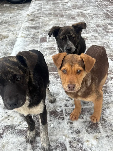 Щенки на трассе нуждаются в помощи - Животные в Саратов