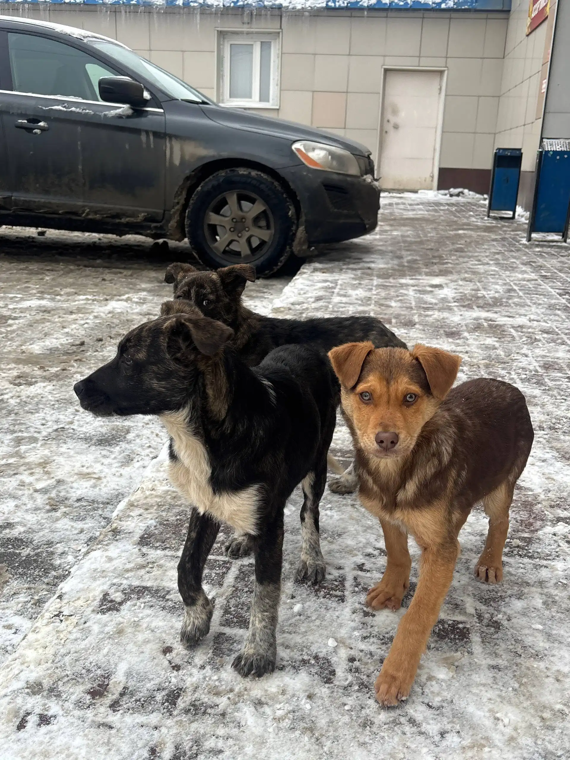 Щенки на трассе нуждаются в помощи