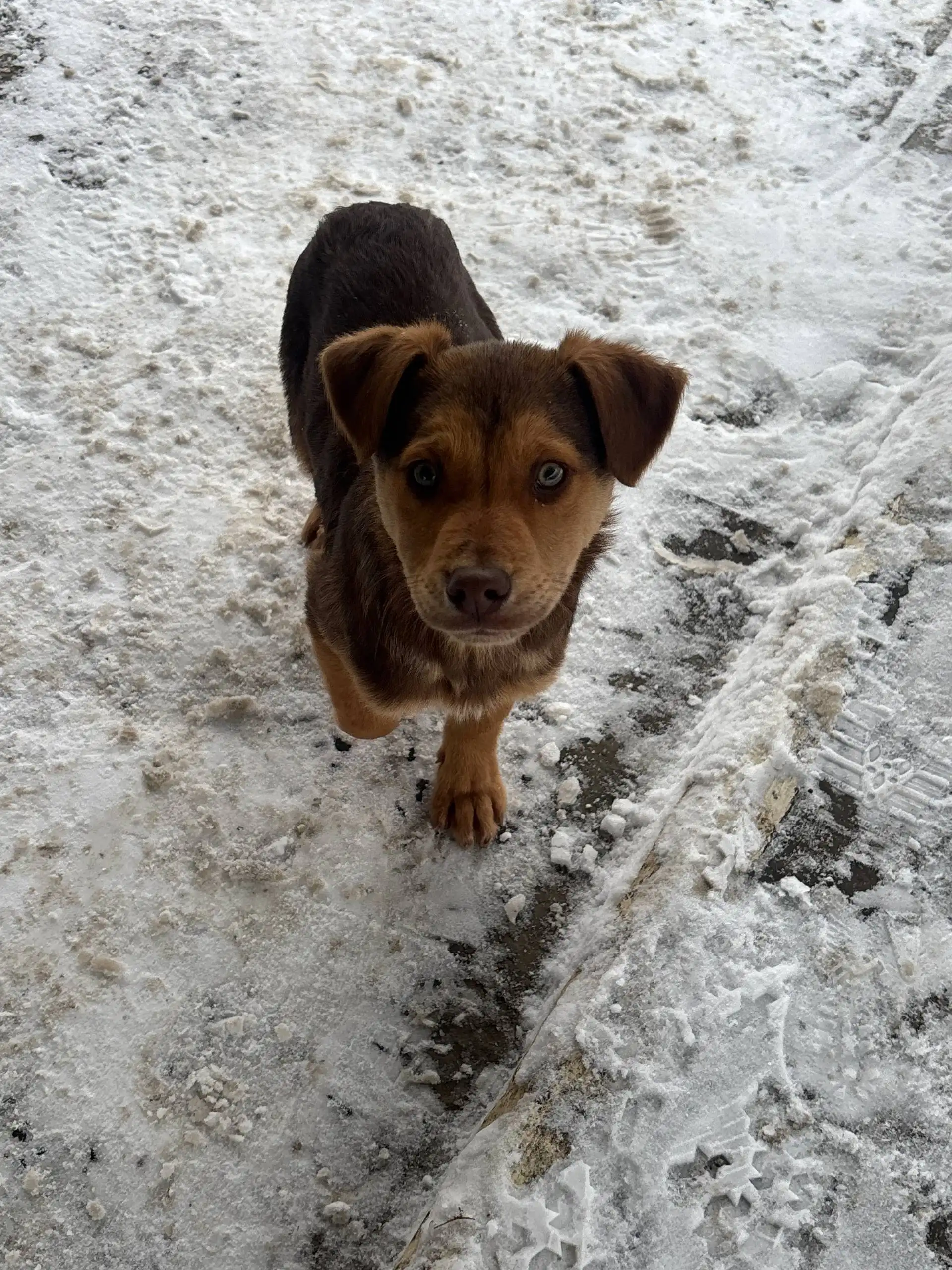 Щенки на трассе нуждаются в помощи