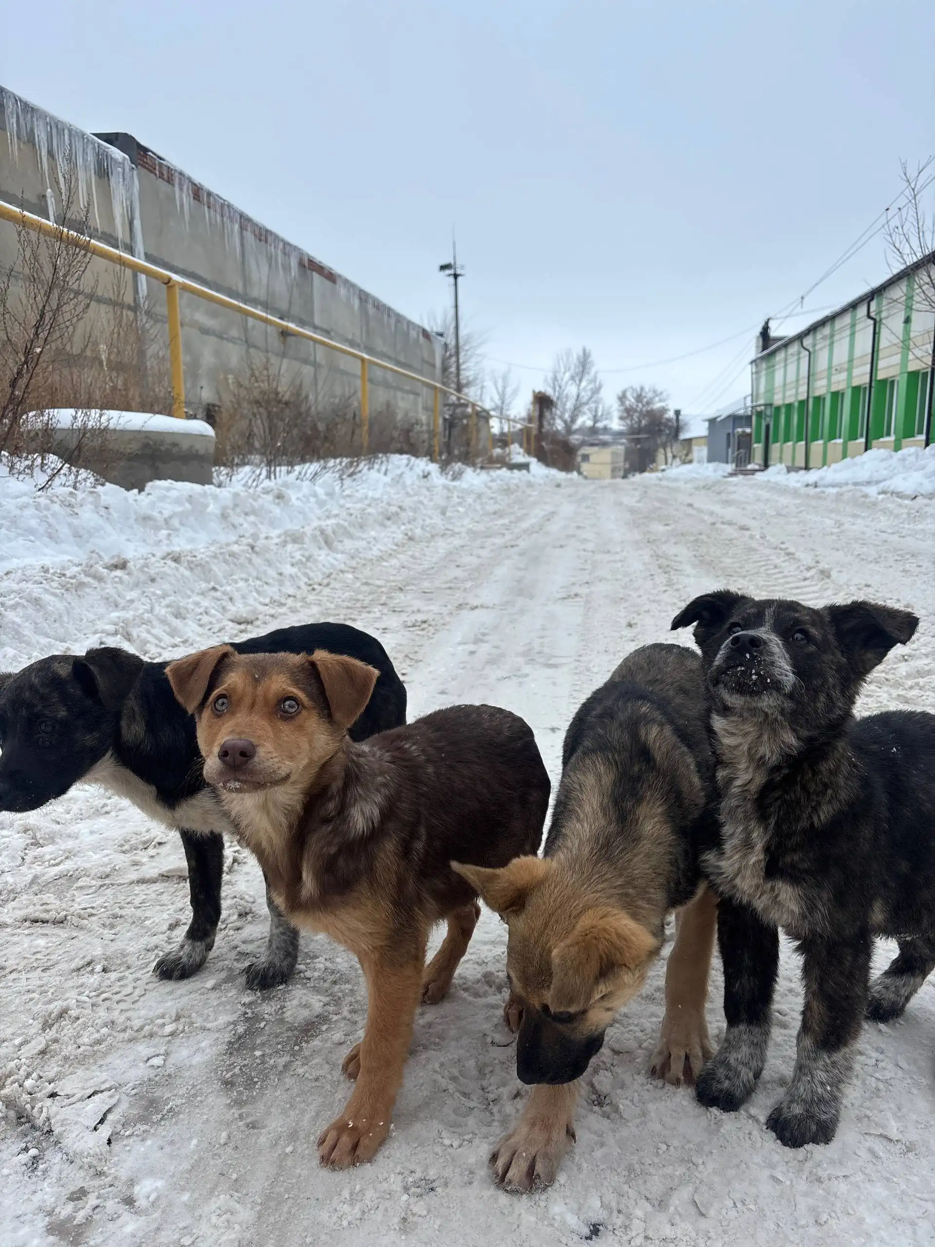Щенки на трассе нуждаются в помощи