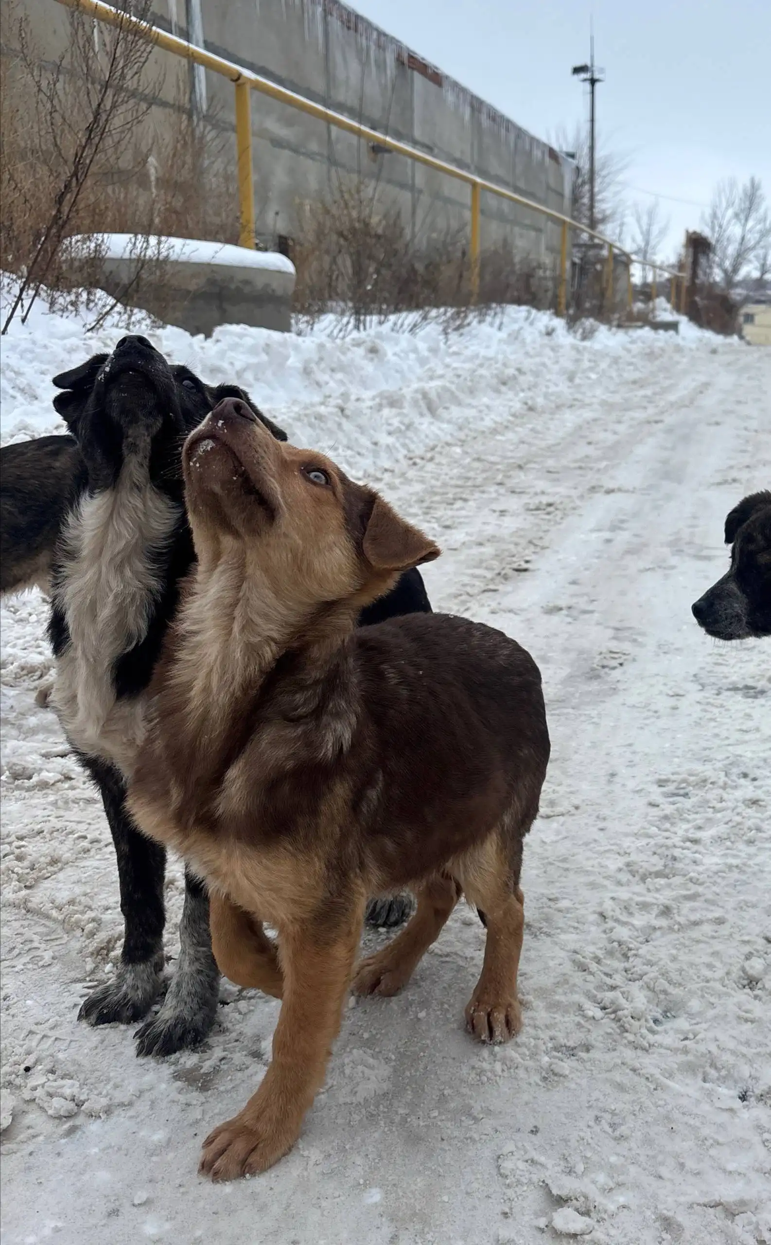 Щенки на трассе нуждаются в помощи