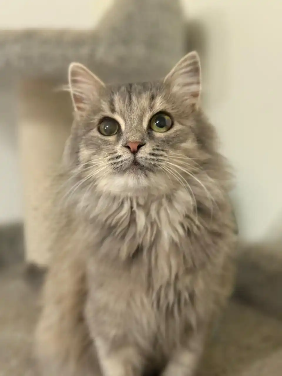 Ищет дом Боня, 6 месяцев, ласковая кошка