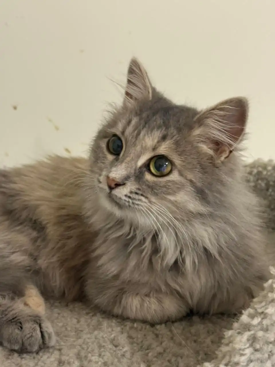 Ищет дом Боня, 6 месяцев, ласковая кошка