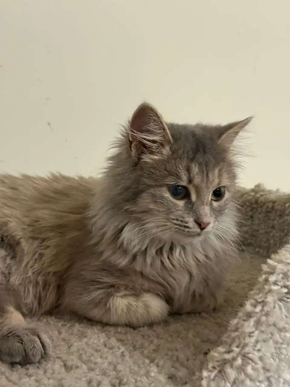 Ищет дом Боня, 6 месяцев, ласковая кошка