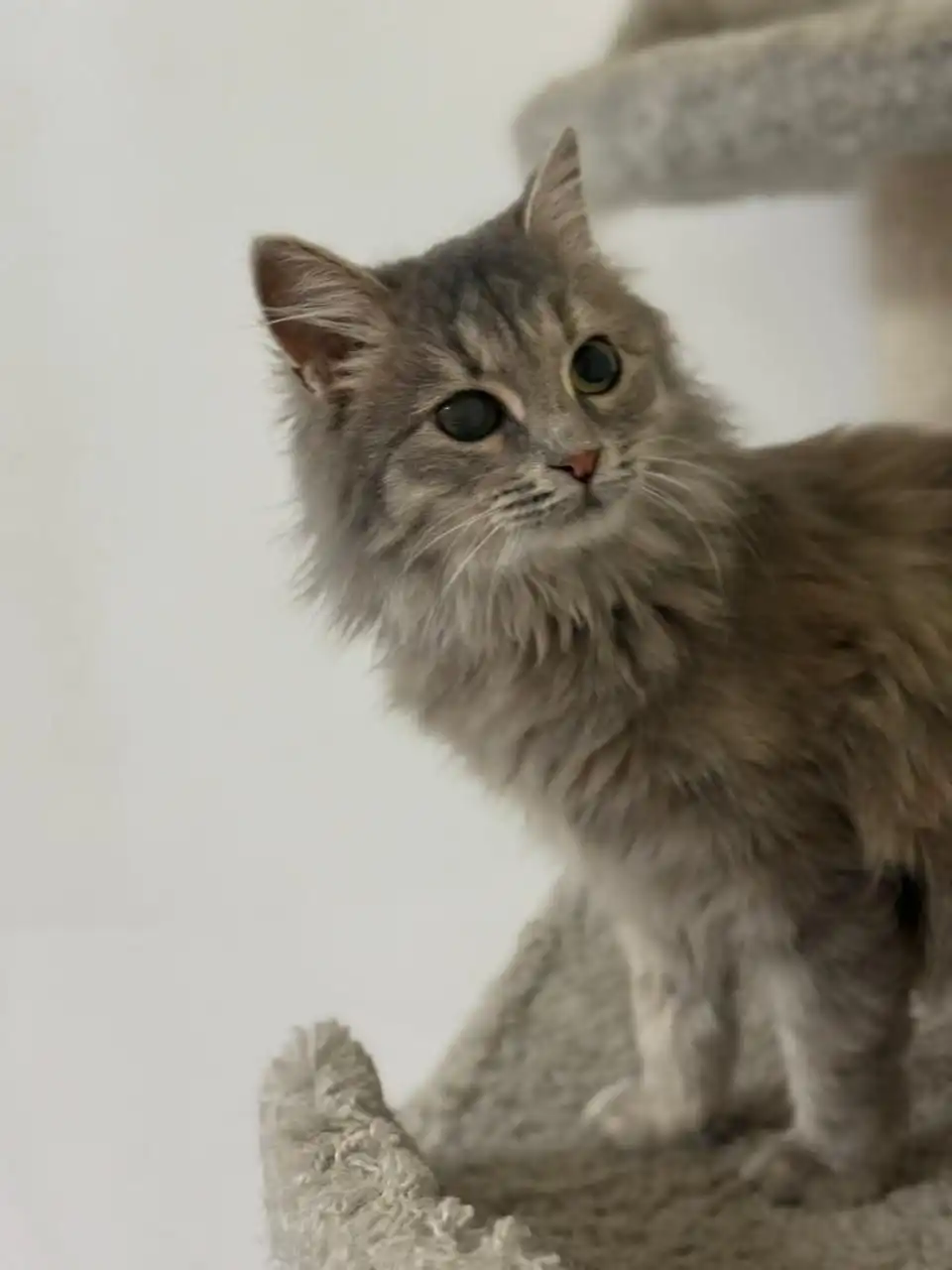 Ищет дом Боня, 6 месяцев, ласковая кошка