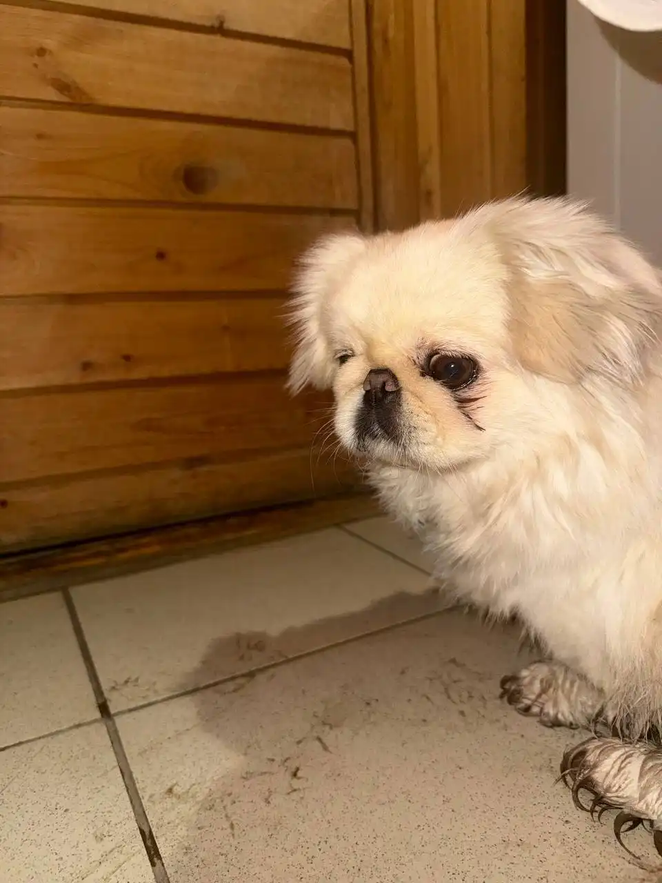 Найдена собака породы пекинес в Энгельсе