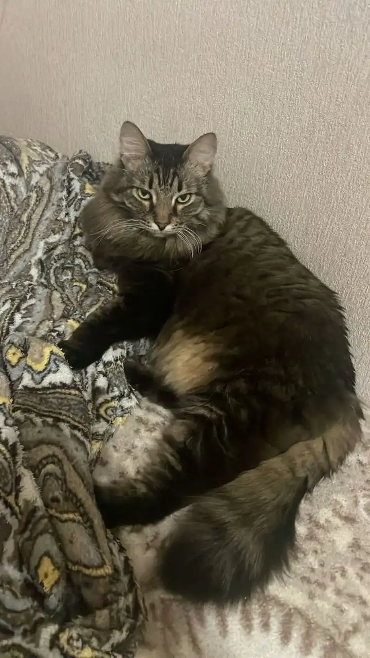 Потерянные животные в Саратове