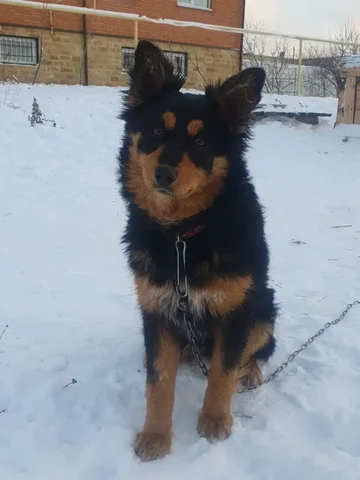 Потерялась собака в Ленинском районе Саратова - Животные в Саратов