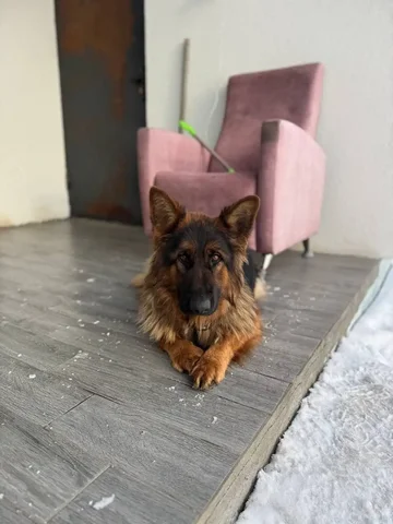 Найдена немецкая овчарка в районе Машиностроитель - Животные в Саратов