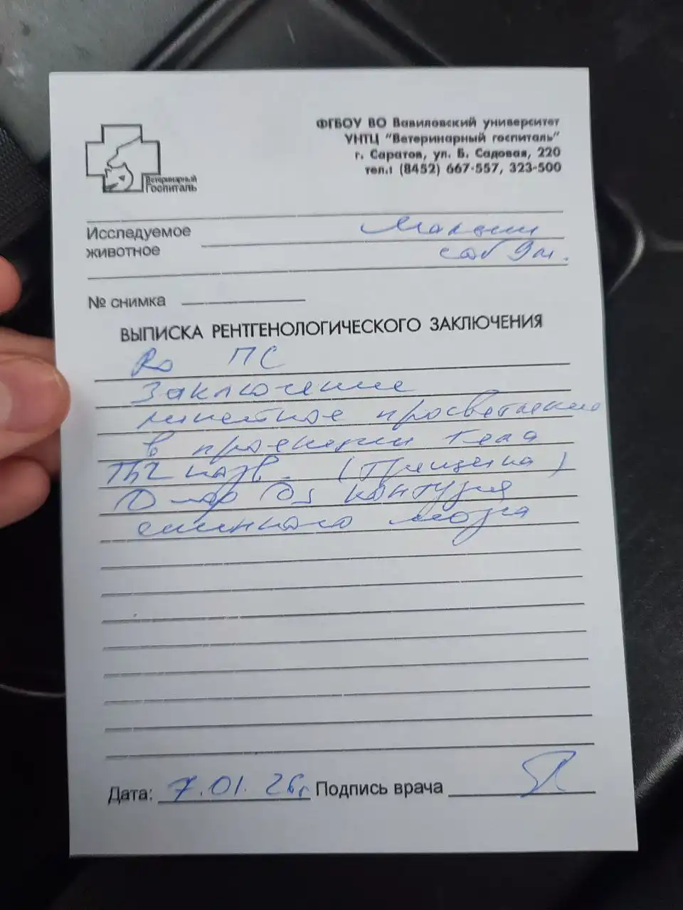 Потерянные животные в Саратове