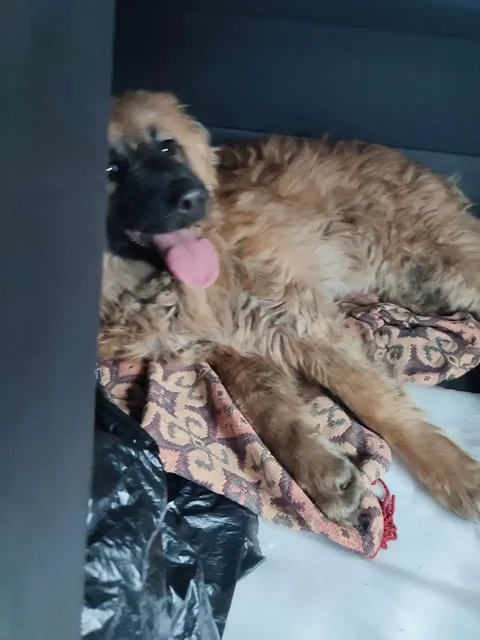 Сбор на лечение животного Малыш - Животные в Саратов