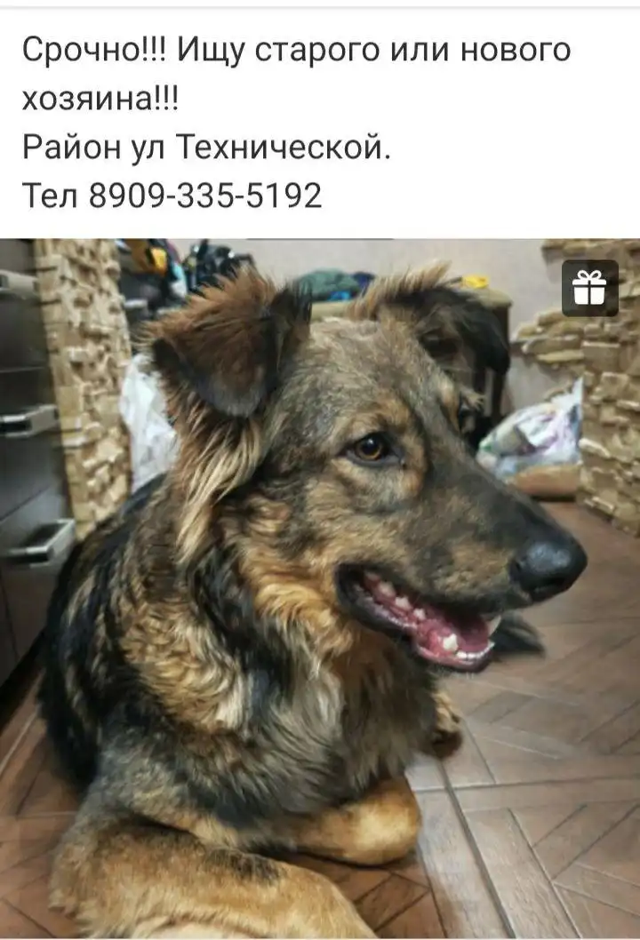 Потеряшки животных в Саратове