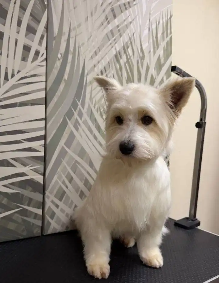 Ищем хозяев для очаровательной Малинки - Животные в Саратов