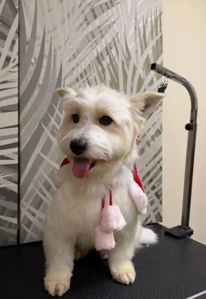 Ищем хозяев для очаровательной Малинки