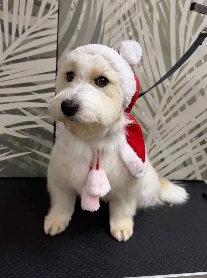 Ищем хозяев для очаровательной Малинки