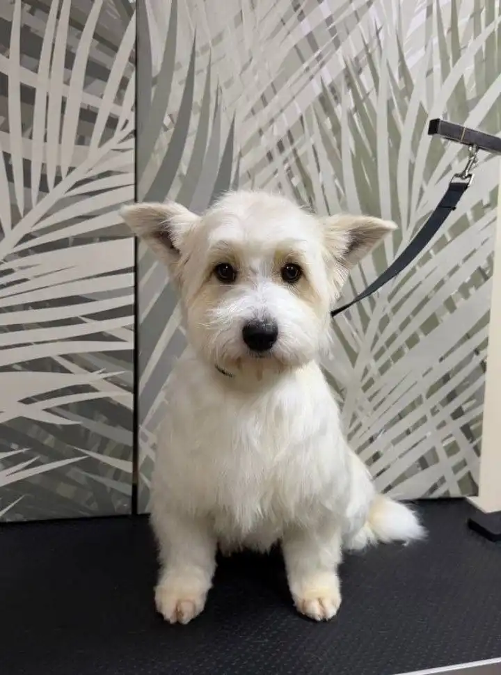 Ищем хозяев для очаровательной Малинки