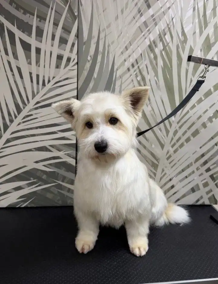 Ищем хозяев для очаровательной Малинки