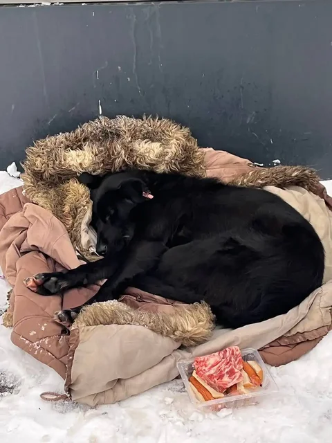 Просят помощи для собаки в Саратове - Животные в Саратов