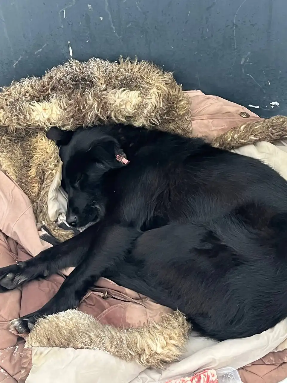 Просят помощи для собаки в Саратове