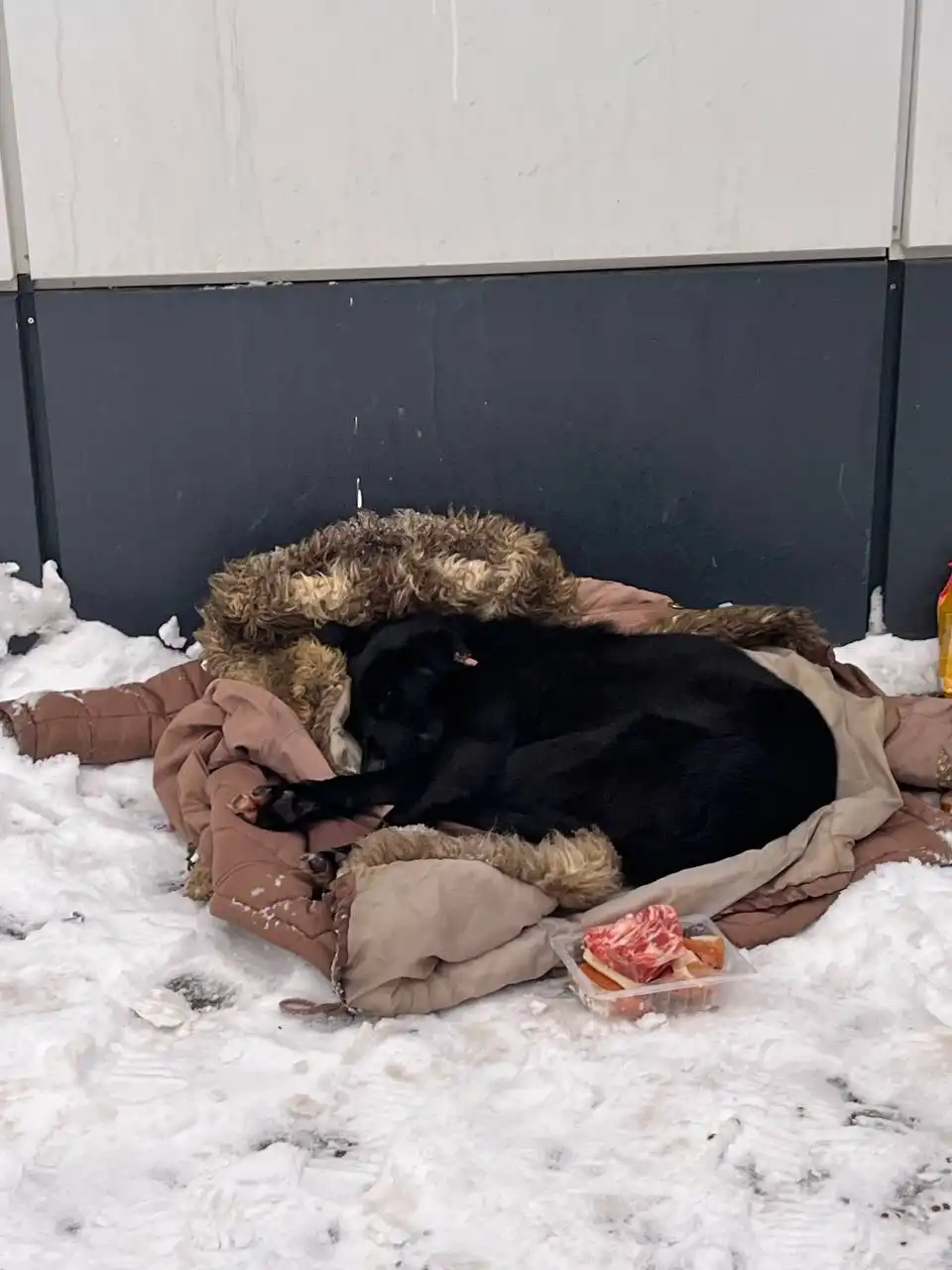 Просят помощи для собаки в Саратове