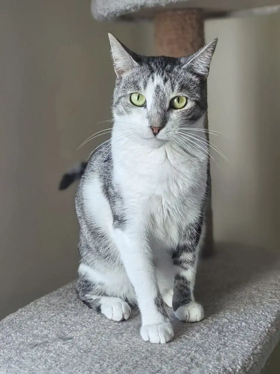 Ищут дом и любящую семью двое моих подопечных, Мурзик и Маруся!!!