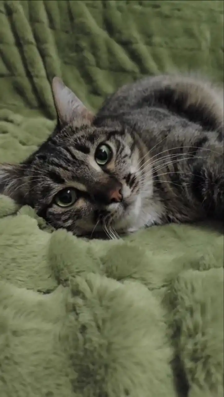 Ищут дом и любящую семью двое моих подопечных, Мурзик и Маруся!!!