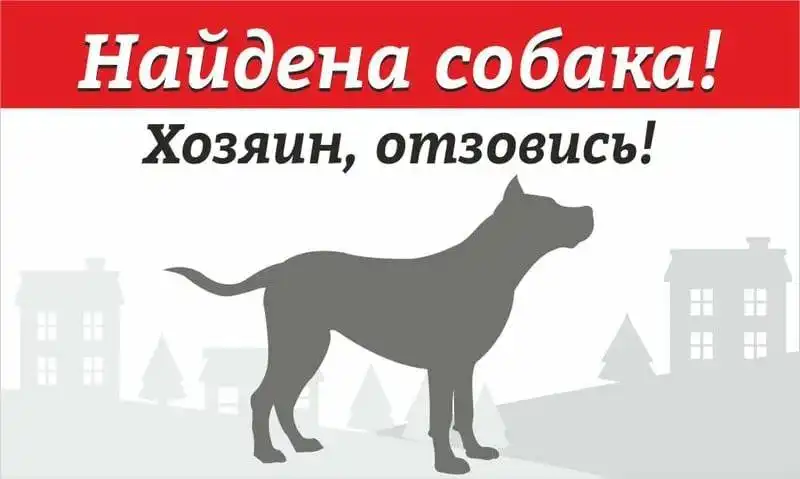 Найден пес в Саратове