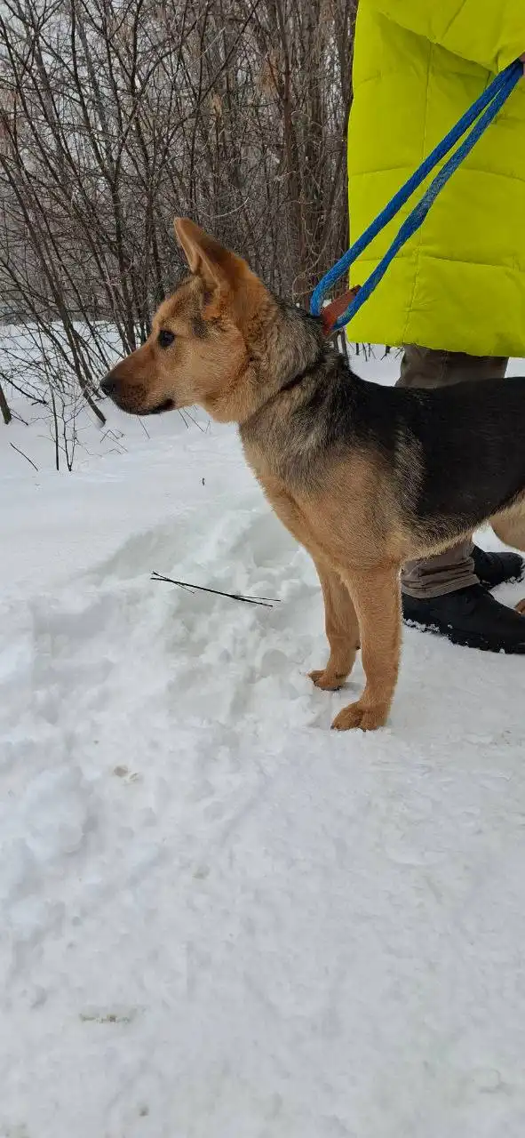 Найден пес в Саратове