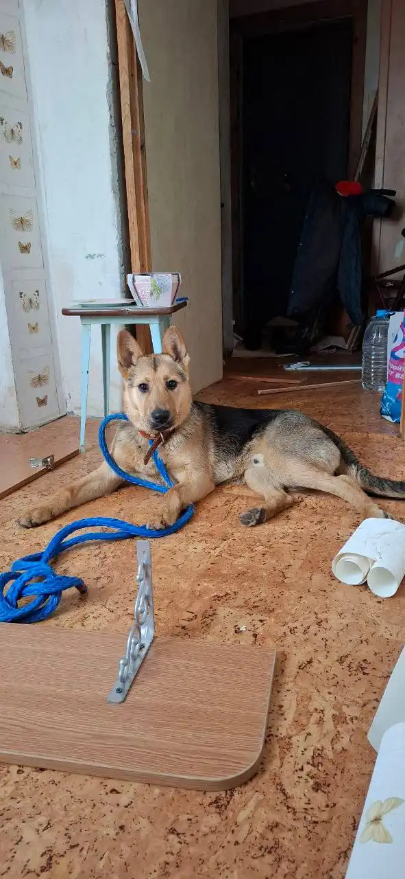 Найден пес в Саратове