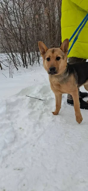 Найден пес в Саратове - Животные в Саратов