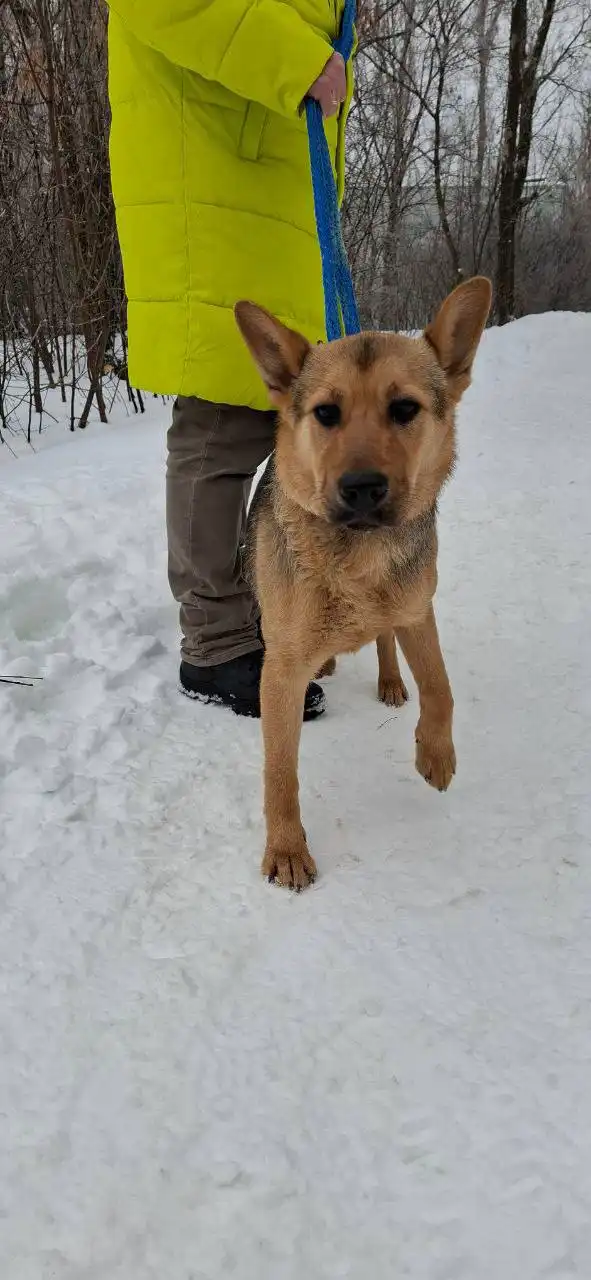 Найден пес в Саратове