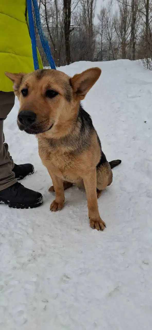 Найден пес в Саратове