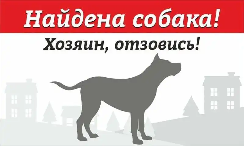 Найден пес в Саратове