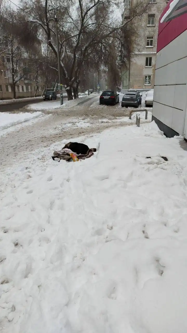Найден пес в Саратове