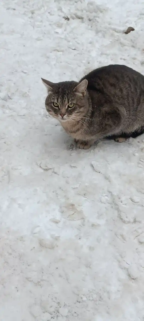 Найден котик в Саратове